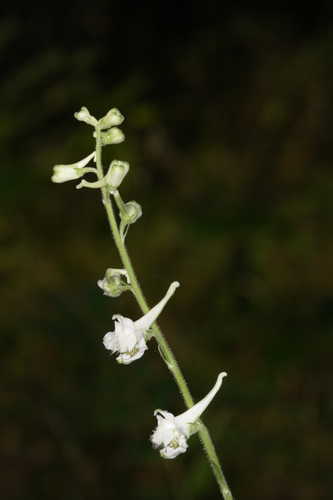 Delphinium carolinianum #5